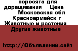 поросята для доращивания. › Цена ­ 8 000 - Московская обл., Красноармейск г. Животные и растения » Другие животные   